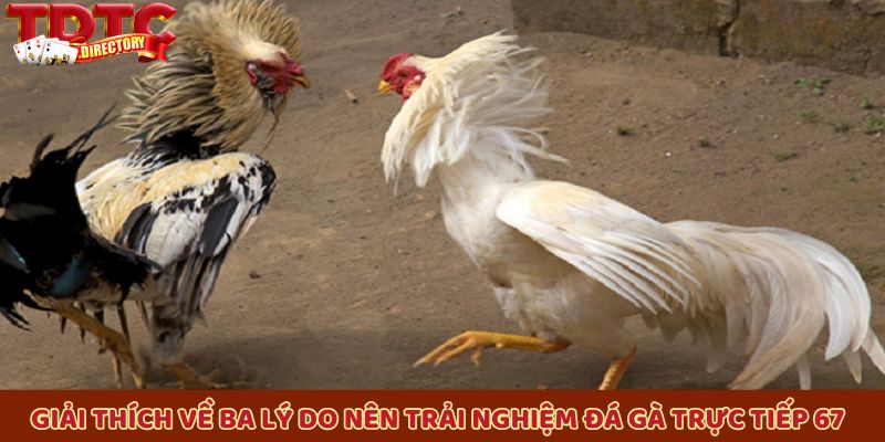Giải thích về ba lý do nên trải nghiệm đá gà trực tiếp 67 ở TDTC