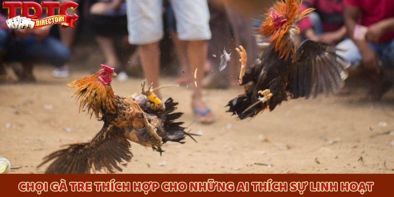 Chọi gà tre thích hợp cho những ai yêu thích sự linh hoạt