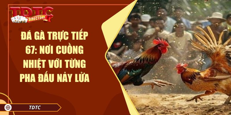 Đá Gà Trực Tiếp 67: Nơi Cuồng Nhiệt Với Từng Pha Đấu Nảy Lửa