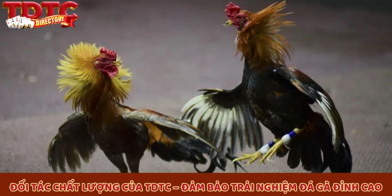 Đối tác chất lượng của TDTC – Đảm bảo trải nghiệm đá gà đỉnh cao