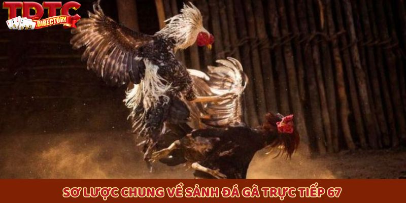 Sơ lược chung về sảnh đá gà trực tiếp 67